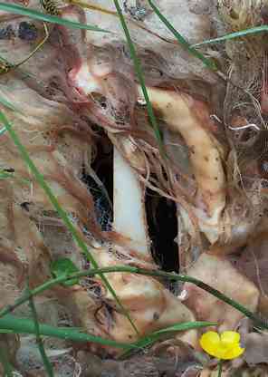 Sweet & Sour Spare Ribs